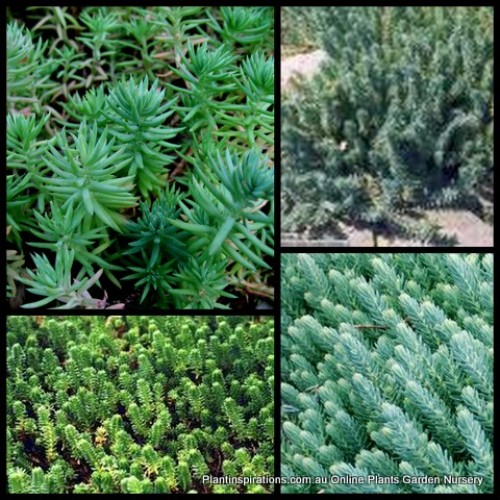 Sedum Blue Feather x 1 Succulents Plants Groundcover reflexum rupestre stonecrop Hanging basket Succulent Pots Hardy Rockery Container Patio Balcony Garden